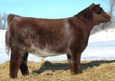 a brown cow standing on top of a dry grass field