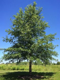 a large tree in the middle of a field with grass and blue sky behind it