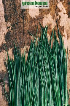 some green grass is growing on the side of a wooden wall with rusted paint