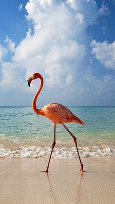 a pink flamingo walking on the sand at the beach with blue sky and clouds in the background