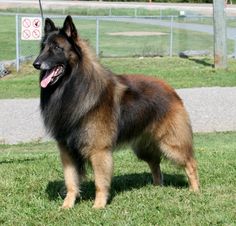 a brown and black dog standing on top of a lush green field