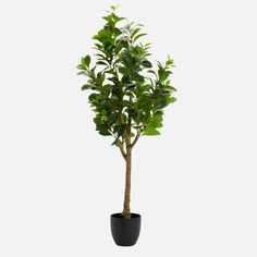 a potted plant with green leaves in it on a white background for display purposes