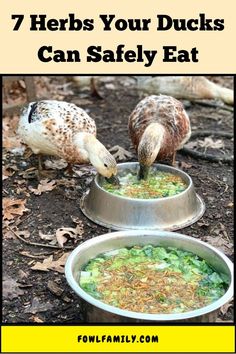 5 Plants Ducks Actually Eat and Love Nutritious Diet, Be Careful, Types Of Plants, Spice Up