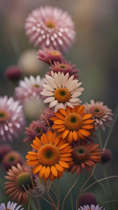 some very pretty colorful flowers in a field