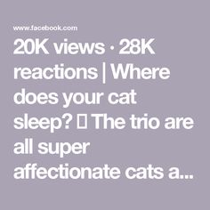 the text reads, 20k views 28k reactions where does your cat sleep?