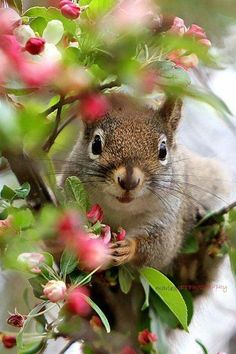 a squirrel is sitting in a tree with flowers on it's branches and looking at the camera