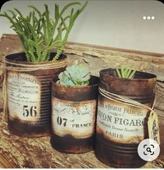 three old tin cans with succulent plants in them