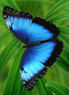 two blue butterflies sitting on top of green leaves