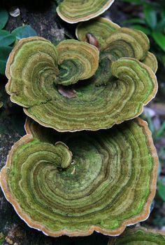 green and yellow mushrooms growing on the side of a tree