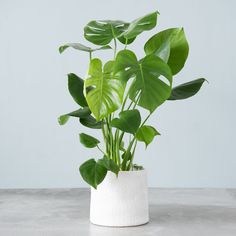 Monstera Deliciosa Plant Monster Plant, Deliciosa Plant, Big Indoor Plants, Date Plant, Tropical House Plants, Philodendron Monstera, Cheese Plant, Tropical House, Plant Aesthetic