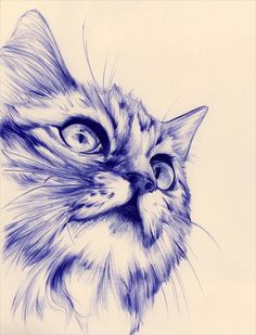 a pencil drawing of a cat's face with big blue eyes and long whiskers