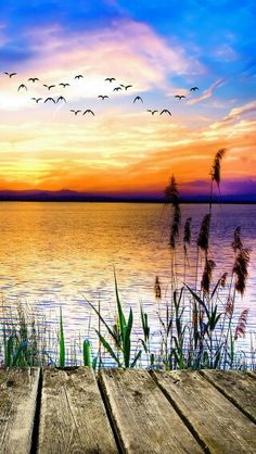 birds flying over the water at sunset with wood planks in foreground and reeds in foreground