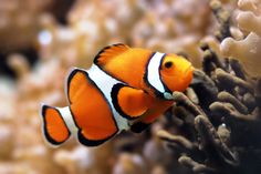 an orange and white clown fish swimming in the water