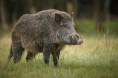 a large boar standing on top of a lush green field