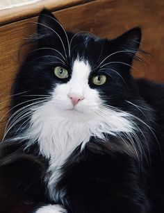 a black and white cat laying on top of a wooden floor next to a window