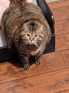 a cat standing on top of an open suitcase