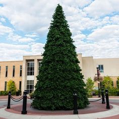 a very tall christmas tree sitting in front of a building with a clock on it's side