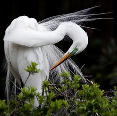 a large white bird with long feathers on it's head sitting in a tree