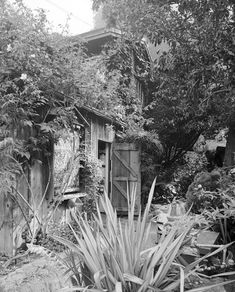 black and white photograph of an old house surrounded by plants