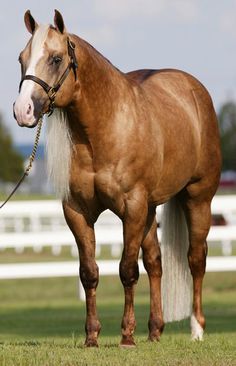 a brown horse standing on top of a lush green field