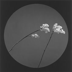 a black and white photo of flowers in front of a circular frame with the sky behind it