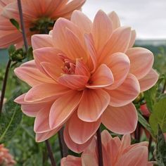 a large pink flower with green leaves in the foreground and hills in the background