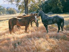 two horses are tied up to a tree in the middle of a field with tall grass