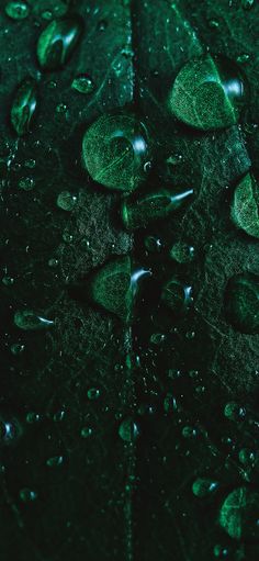 drops of water on a green leaf