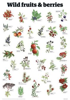 the wild fruits and berries poster