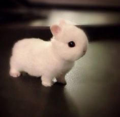 a small white rabbit sitting on top of a wooden floor next to a phone screen