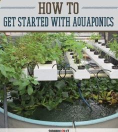 an aquaponics planter with plants growing in it and the text how to get started with aquaponics