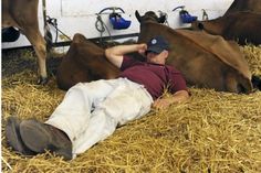 a man laying on top of hay next to cows