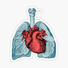 the human heart and lungs sticker is shown in red, white and blue colors