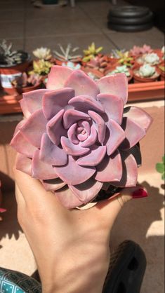 a hand holding a pink flower in front of potted succulents on the ground