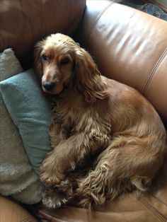 a brown dog laying on top of a leather couch next to a blue and white pillow