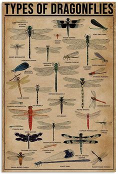 a poster with different types of dragonflies on it's back side, in front of a brick wall