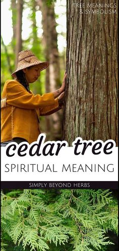 a woman standing next to a tree with the words cedar tree spirit meaning on it