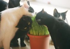 several black and white cats eating grass out of a pot