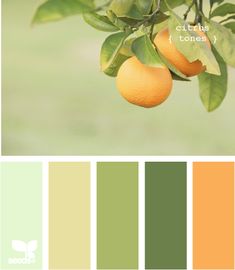 an orange tree with lots of green leaves on it and the color scheme is peach