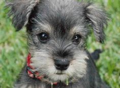 a small gray dog sitting on top of a lush green field