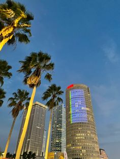 palm trees line the street in front of tall buildings and skyscrapers at night time