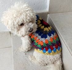 a small white dog wearing a multicolored crochet sweater sitting on the ground