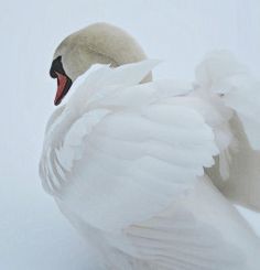 a white swan is standing in the snow