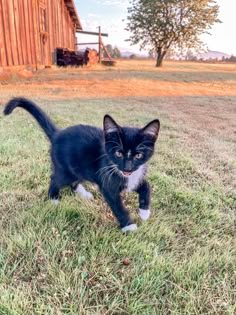 a small black and white kitten walking across a grass covered field next to a barn