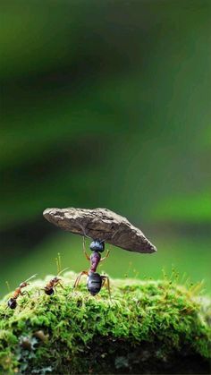 an ant carrying a bug on top of a moss covered rock in front of another ant