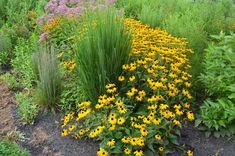 yellow and purple flowers are in the middle of a garden with tall grass, weeds, and other plants