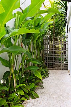 an instagram photo with green plants on the wall and in the background is a white fence