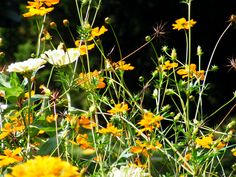 some yellow and white flowers are in the grass