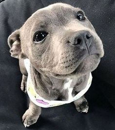 a small gray dog sitting on top of a black chair with a collar around it's neck