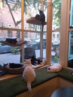 several cats are lounging on the windowsill